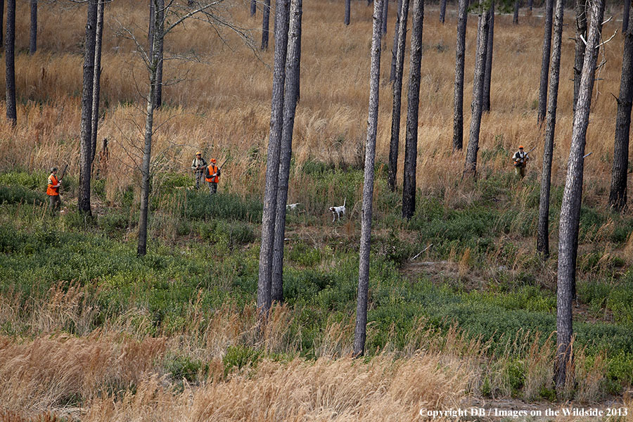 Bobwhite quail hunters in field.