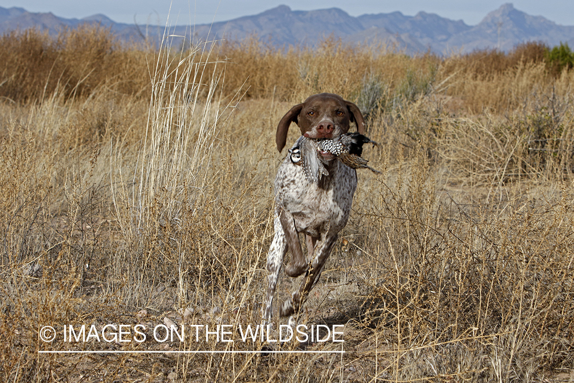Braque Francais pointer retrieving Mearns quail.