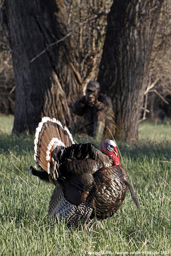 Turkey hunter shooting at gobbler.