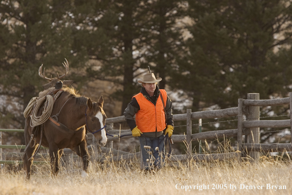Deer hunter packing out bagged white-tailed buck.