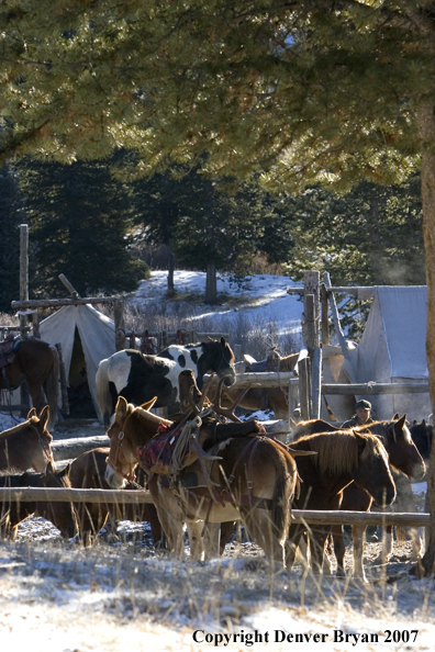 Elk hunt packstring in mountains