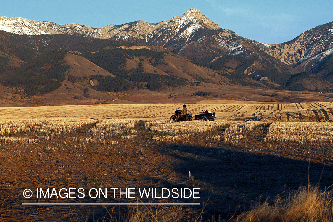 Pronghorn Antelope hunter packing out bagged antelope. 
