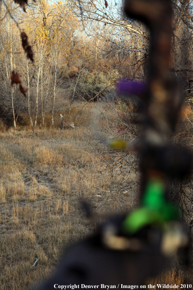 Bowhunter's view of a white-tail buck from a treestand with bow in foreground. 