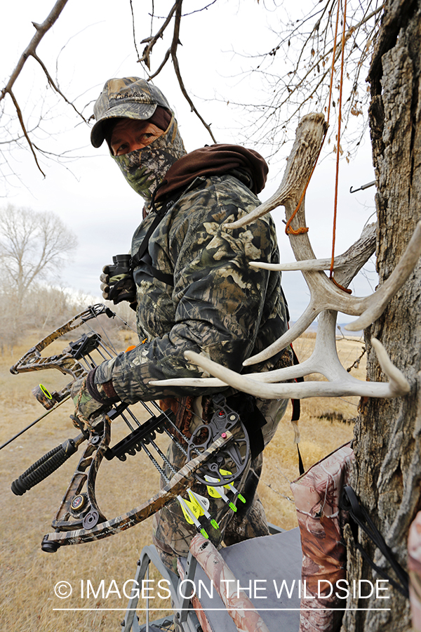 Bowhunter scouting for big game from tree stand. 