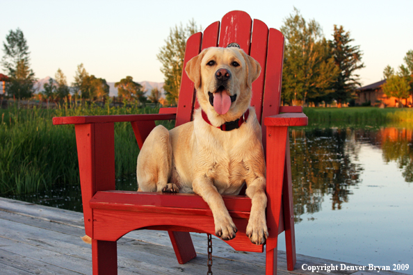 Yellow Labrador Retriever in chair