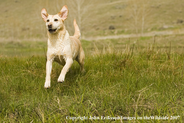 Yellow Labrador Retriever