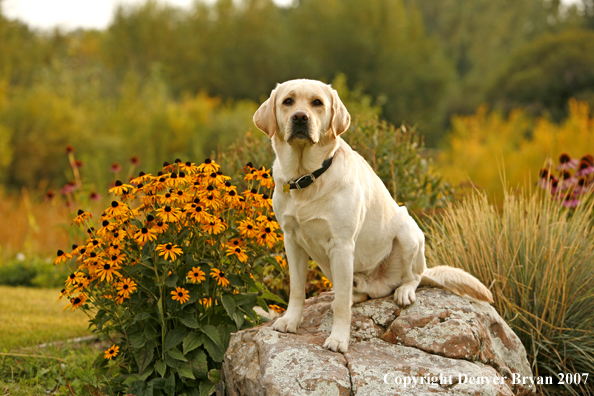 Yellow Labrador Retriever