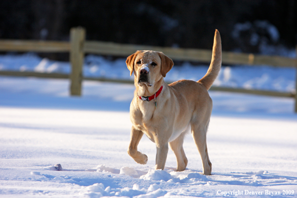 Yellow labrador retriever playing in the snow.