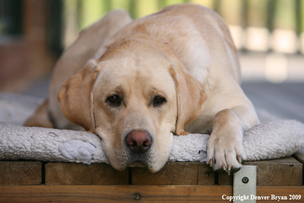 Yellow Labrador Retriever on deck