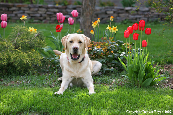 Yellow Labrador Retriever by flowers