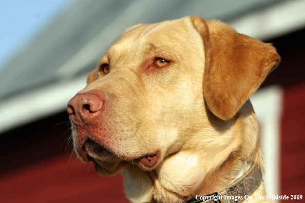 Yellow Labrador Retriever in field