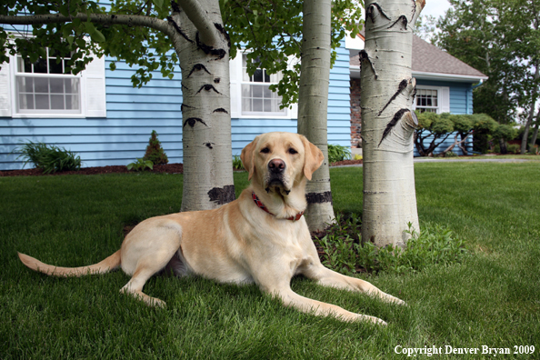 Yellow Labrador Retriever in yard