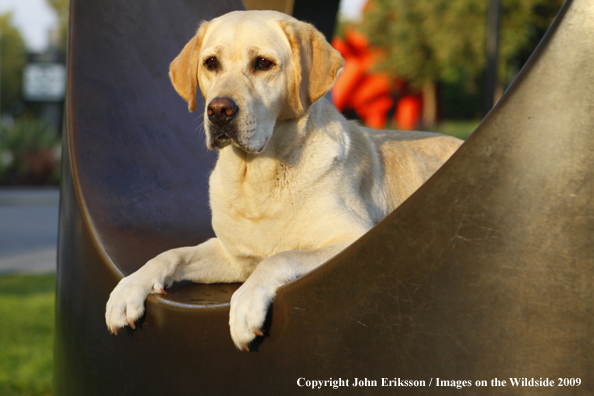 Yellow Labrador Retriever
