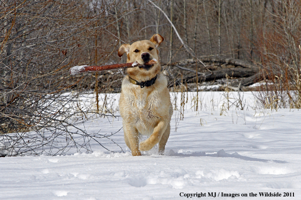 Yellow Labrador Retriever with stick