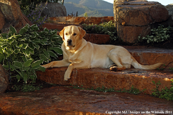 Yellow Labrador Retriever.