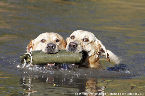 Yellow Labs retrieving dummy. 