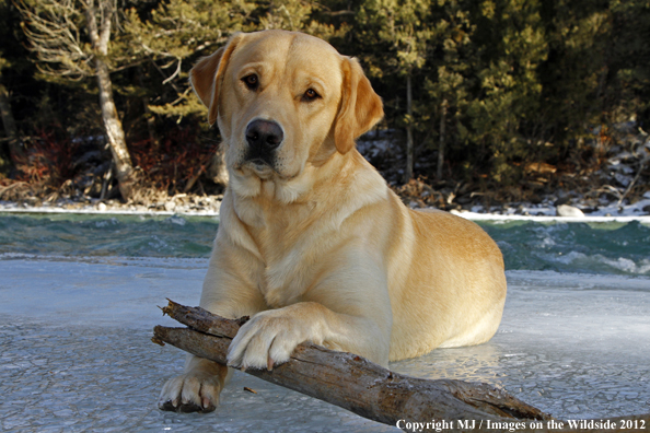 Yellow Labrador Retriever in winter. 