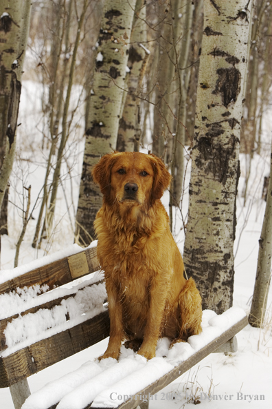 Golden Retriever on snow-covered bench.