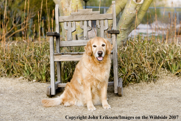 Golden Retriever 