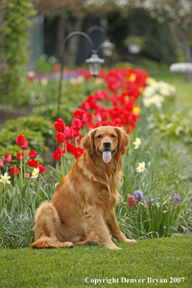 Golden Retriever