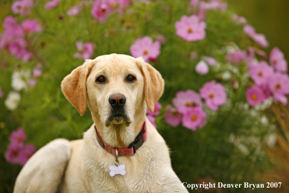 Yellow Labrador Retriever
