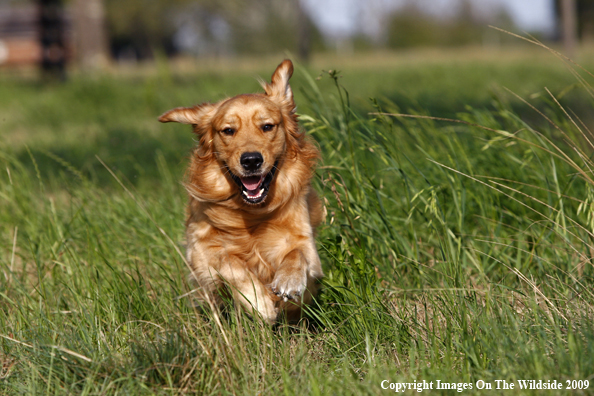 Golden retriever running