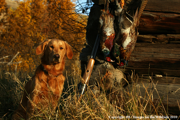 Golden Retriever by log cabin with bagged pheasants