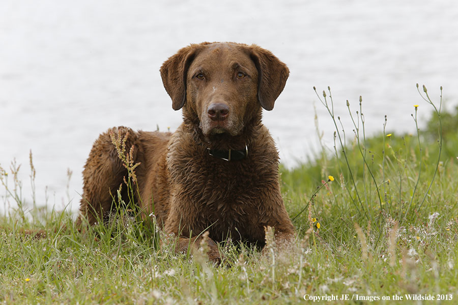 Chesapeake Bay Retriever