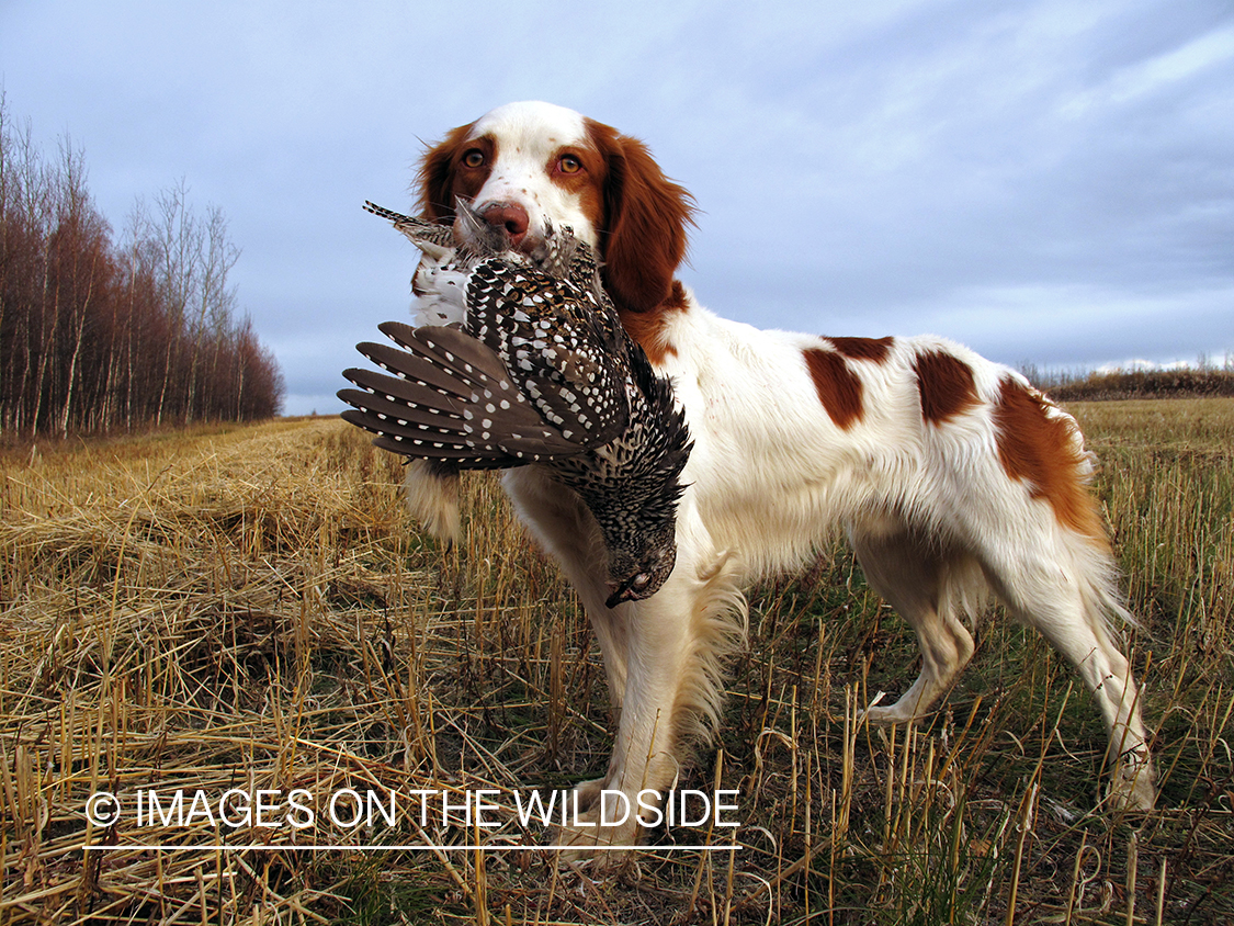 Brittany Spaniel with sharp-tailed grouse. 