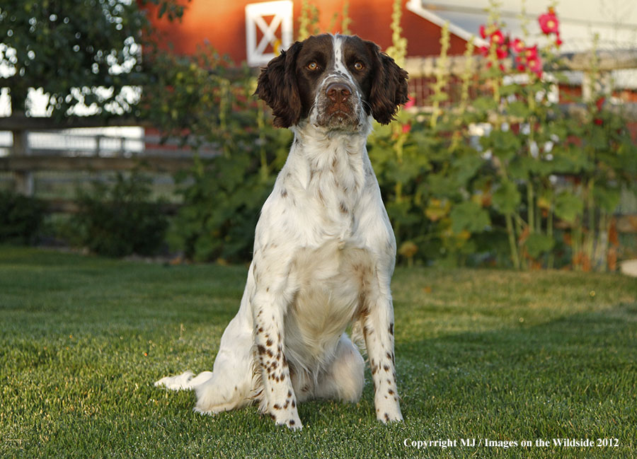 Springer Spaniel in yard.