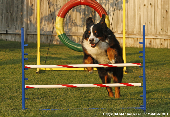 Bernese Mountain Dog running agility course. 