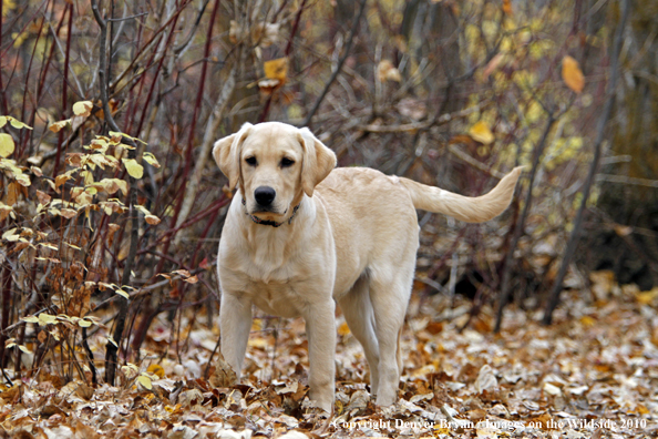 Yellow Labrador Retriever Puppy