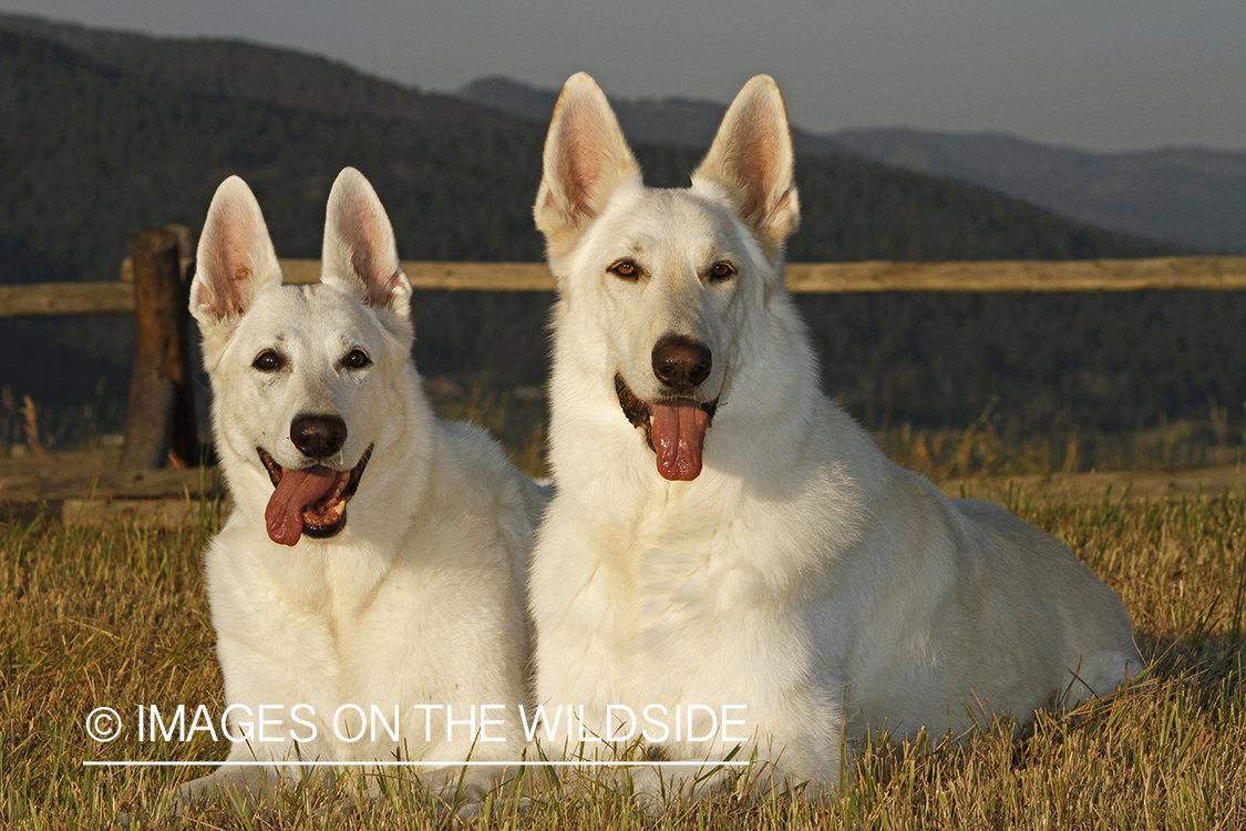 White German Shepherds