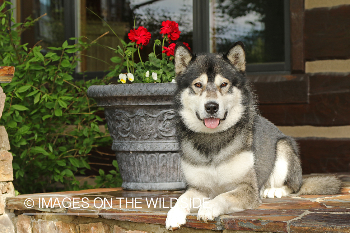 Alaskan Malamute on porch.