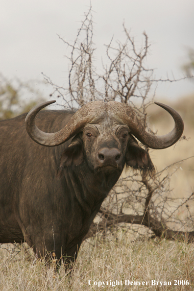 African Cape Buffalo