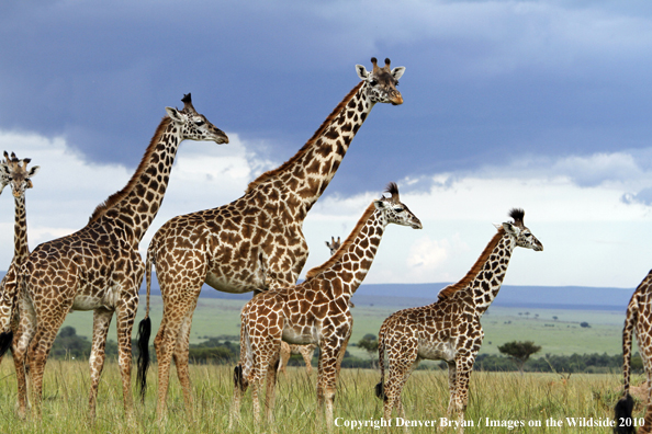 Masai Giraffe Herd