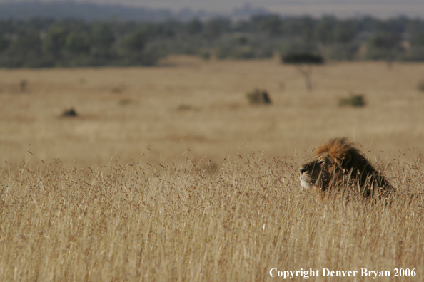 African lion watching intently
