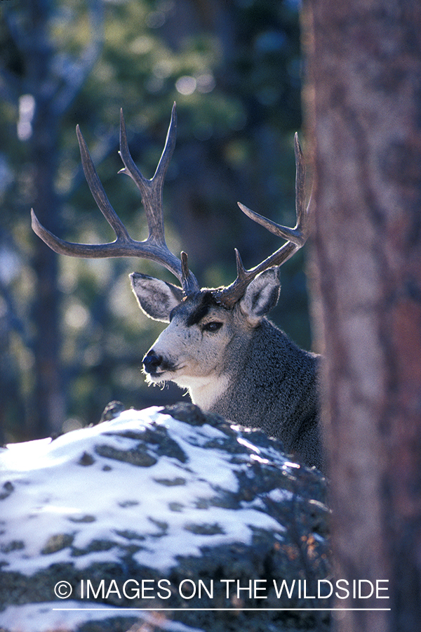 Mule deer in habitat.