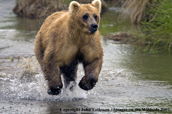 Brown bear running