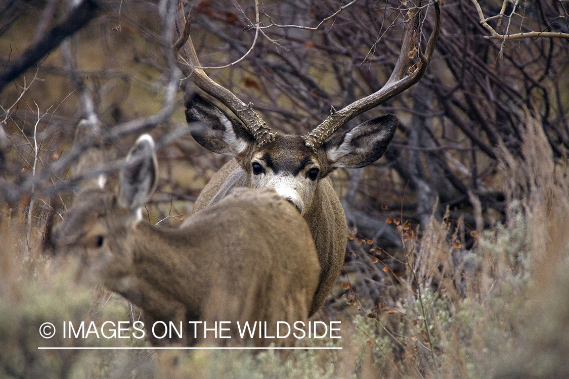 Mule deer 