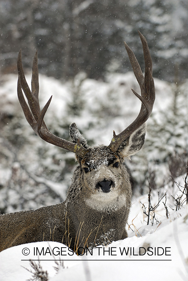 Mule deer 