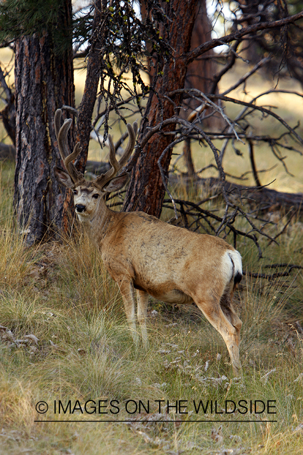 Mule Deer in Habitat