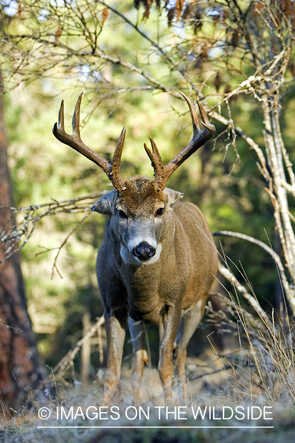 White-tailed deer in habitat