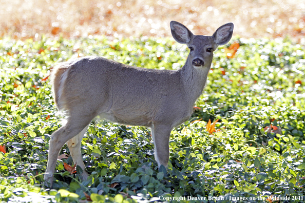 Coues white-tailed doe. 