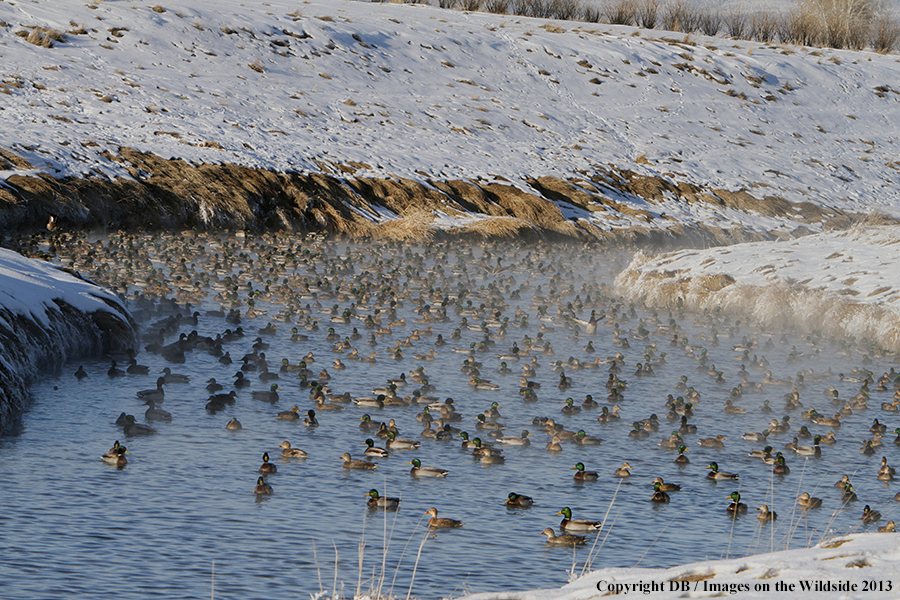 Mallards taking flight.
