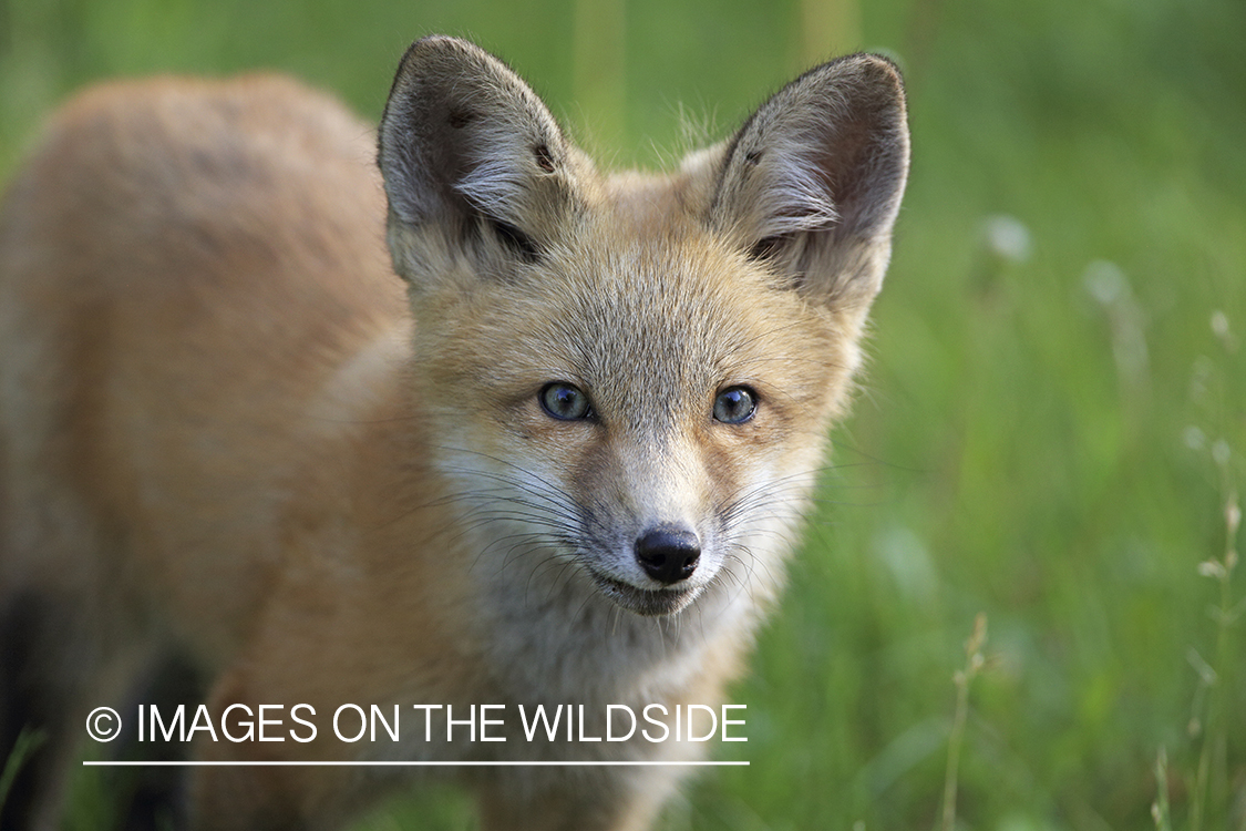 Red fox kit in habitat.
