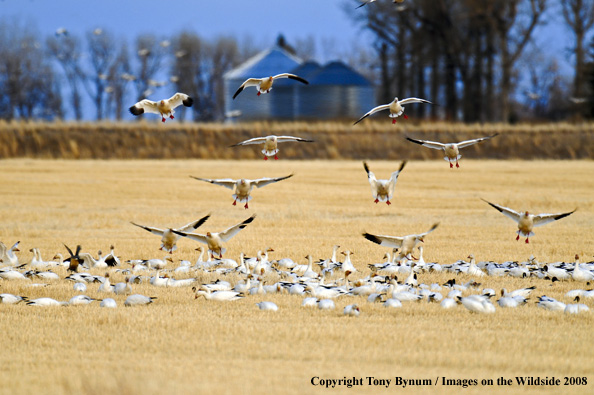 Snow Geese in habitat