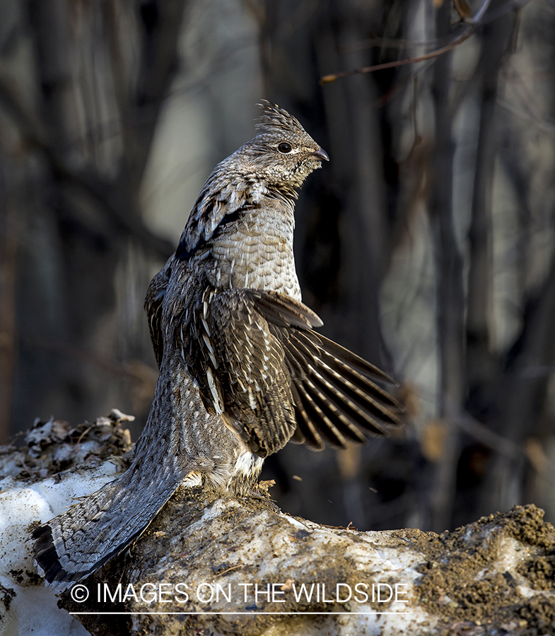 Ruffed Grouse in habitat.