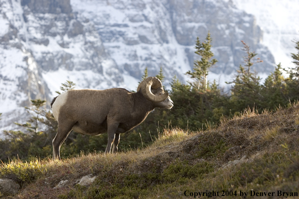 Rocky Mountain bighorn sheep (ram).