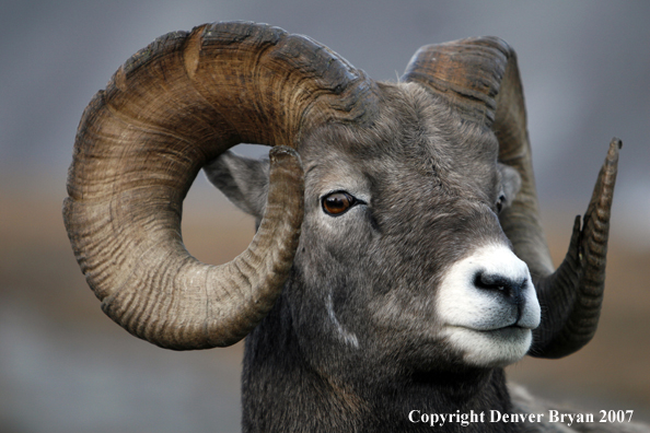 Rocky Mountain Bighorn Sheep